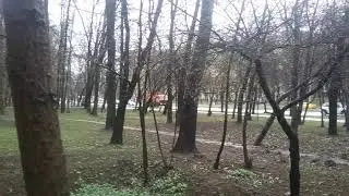 Мегаполис  ...  фиалки
