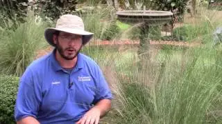 Muhly Grass