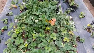 Winter strawberries