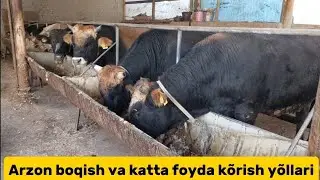 шовот тумани. пулат махалласи