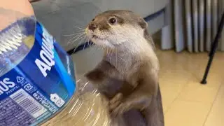 久しぶりに飼い主に怒ってしまいフリーズするカワウソAn otter freezes because she is angry with me in a long time