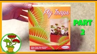 Venus Fly Traps:Part 2