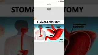 The Stomach