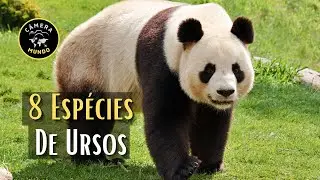 8 Espécies De Ursos