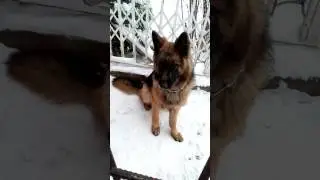Собака Берта!30 лайков и будет Хаус Тур