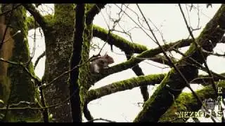 4K DUNGANNON SQUIRRELS, Part 9. Northern Ireland, February 23 - April 16, 2019