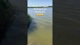 Лохматый Карп! Карпфишинг! 😳😳😳 #карп #улов #рыбалка #карпфишинг #улов #трофей