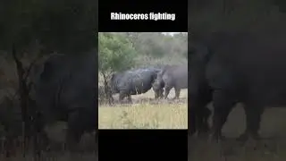 Rhinoceros Fighting 