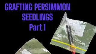 Grafting Persimmon Seedlings (for beginners) - Part 1