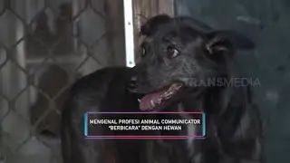 Mengenal Profesi Animal Communicator 