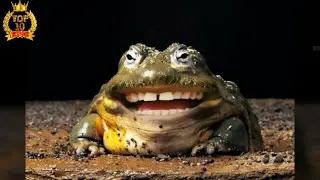 What if animals had human teeth:)