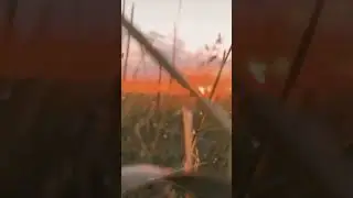 на заре