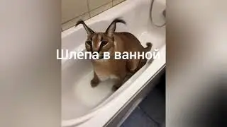 6 видов шлёп