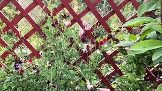 Соседка сказала, а я не согласна 😉