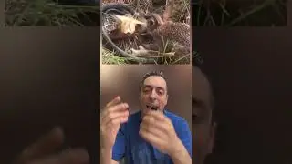 SERPENTI CHE HANNO SCELTO LA PREDA SBAGLIATA PT.1 QUEL CONIGLIO E' PIU' CORAGGIOSO DI ME AL 100%