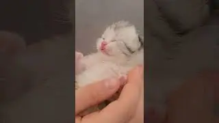 The cutest kitten❤