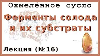 Ферменты и их субстраты | Лекция 16 по пивоварению