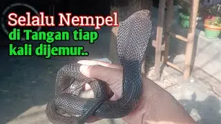 Jemur Kobra Jawa Hitam di Tangan