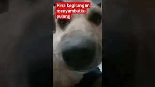 Pina anjingku senang kalau aku pulang selalu mau di peluk #motivation  #youtube#short #fyp #dog