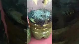 От шершней и ос забродившее варенье