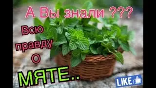 Мята ШОКирующие НОВОСТИ о МЯТЕ