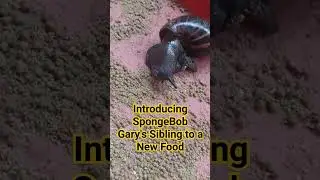 Introducing my snail to a new type of food #snails #fishfeed #farming #farmlife