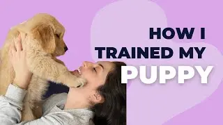 How I Trained my Puppy