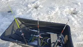 Smelt, perch, and vendace in the Gulf of Finland