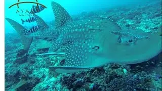 Guitar Shark at Manta Point, near Ayada Maldives