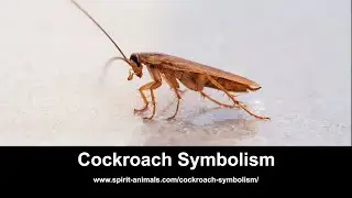 Cockroach Symbolism