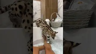 Леопардовая выдра🙀🙀🙀 такого вида вы еще нигде не видели😂 Сева устроила… А ваши любят воду ?