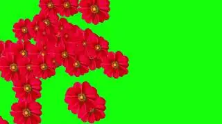 Flower Slideshow Green Screen Chroma Key - Copyright FREE Videos (EP-2) 