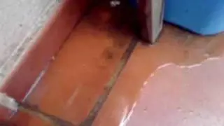 Música de la Naturaleza: Gotas De Lluvia