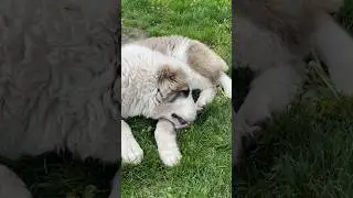 ЦАРЬ МЕНЯЕТ ЛАНДШАФТ