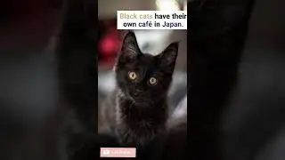 mysterious facts about black cats #short