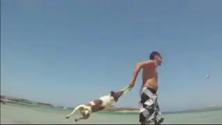 Are Jack Russells good at agility?