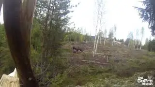 GoPro - Moose in the Wild
