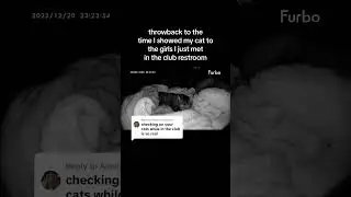 Real cat moms get Furbo pet cameras #Furbo #Cats #NightVision #FurboCatCamera