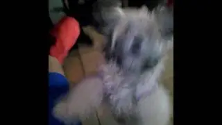La piscu y la nuni