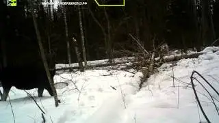 ID246/Кенозерский Нац.Парк/Лось