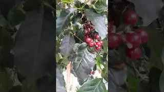Школьный «Ботанический музей»