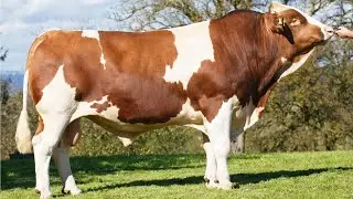 Fleckvieh Cattle | Beef Milk Or Both