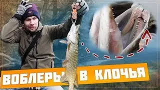 ЗАГОВОРЁНОЧКИ КОСЯТ ОСЕННЮЮ ЩУКУ - ОПЯТЬ РУЛЯТ ЭТИ ВОБЛЕРА