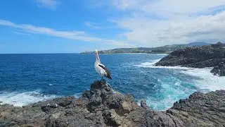 Astepahead Bird