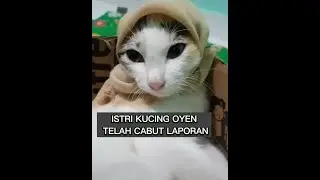 ISTRI OYEN CABUT LAPORAN ‼️ NETIZEN LANGSUNG HEBOH DI DUNIA PERKUCINGAN #catlover #justforfun #cat