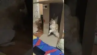 Злая кошка охраняет дом.