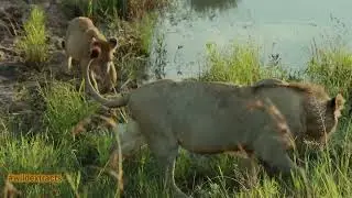 Lion, Lionesses & Cubs (Pride in a waterhole)//Masai Mara//Wild Extracts