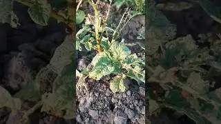 Чем травить колорадского жука.