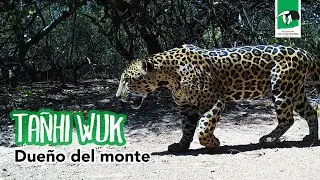🐾TAÑHI WUK- Dueño del Monte