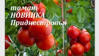 КУСТЫ ломятся от плодов!!ВСЕГДА С УРОЖАЕМ.